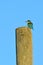 Sacred kingfisher sit on a wooden pole