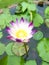 Sacred lotus.Beautiful purple Lotus Flower and water background.