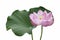 Sacred lotus flower and leaf