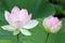 Sacred Lotus flowers