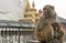 Sacred monkeys in Swayabunath temple in Kathmandu