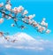 Sacred Mount Fuji and branch of blossoming sakura, Japan