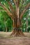 Sacred, Ordained Tree in Southeast Asia