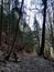 Sacred path through the pine forest