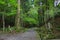 Sacred path in the Shinto shrine