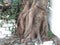 Sacred Peepal Tree Roots along a Wall