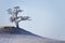 Sacred pine tree on Cape Burkhan of Olkhon island
