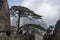 Sacred pine tree, Huangshan Anhui