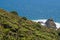 Sacred Pohutukawa Tree Sticking Out from an outcrop in New Zeaaland