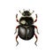 Sacred scarab beetle