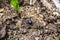 sacred scarab dung beetle