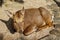 Sacred sika deer lying at the park