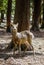 Sacred sika deer standing at the park