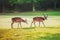 Sacred sika deers at Nara park in the morning