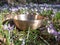 Sacred sound, Tibetan singing bowl outside in nature