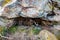 Sacred stones in the area of the village of Krasnogorye in Russia