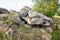 Sacred stones in the area of the village of Krasnogorye in Russia