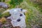 Sacred stones `Sledovik` and `Chashechnik` in the area of the village of Krasnogorye old name Vedmino