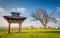 The sacred tree in Kalmykia. A lone poplar on a background of spring sky with white clouds. Steppe.