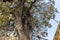 A sacred tree rooted in Agia Solomoni Christian Catacomb. Traditionally tied ribbons to the branches - a sign of veneration of the