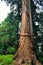 Sacred tree in a Shinto shrine in Japan