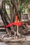 Sacred tree at Taoist shrine in Tai O, Hong Kong China