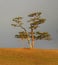 Sacred tree for worship, pine with colorful ribbons Hadak on sky background, island Olkhon, Baikal, Russia, illustration simulates