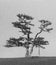 Sacred tree for worship, pine with ribbons Hadak on sky background, island Olkhon, Baikal, Russia, illustration simulates oil pain