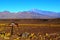 The sacred volcano of the Incas