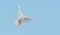 sacred white dove flying in the blue sky