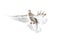 Sacred white dove flying on a white background