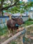 Sacrificial cow or sapi qurban in preparation for Eid Al-Adha, the Feast of Sacrifice or Qurban