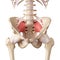 The sacroiliac ligament