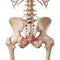 The sacrospinous ligament