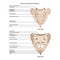 Sacrum and coccyx. Spinal bone structure. Inferior part of the spinal column