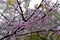 Sacura blossoms in the Toronto Spring Botanical Garden