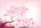 Sacura spring cherry tree
