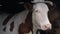 Sad alone white cow with brown spots stands in dark cowshed