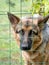 Sad Alsation, German Shepherd dog nehind wire fence in garden.