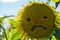 Sad, angry face drawn on a sunflower head, concept for end of summer, changing seasons, sadness