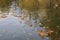 Sad autumn picture.Fallen dry faded leaves and bird feathers float on the surface of the water.