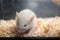 Sad baby albino rat in acrylic cage