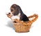 Sad beagle puppy in the basket