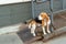 a sad beagle is waiting for the owner at the ramp for the disabled at the entrance to the store