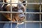 Sad bear in animal cage. Wild bear stuck nose through animal cage bars and wants to bee free. Brown bear stuck his face out of the