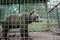 Sad bear behind fence in prison. Poor brown bear living in steel cage and behind the bars at the zoo. Animals in captivity. Concep