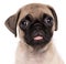 Sad beautiful eyes pug portrait looking at camera tongue out funny