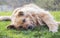 Sad beautiful fluffy beige dog lying on the grass