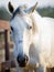 Sad beautiful gray mare horse in paddock in evening sunlight in summer