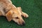 Sad beige dog lies on the artificial grass